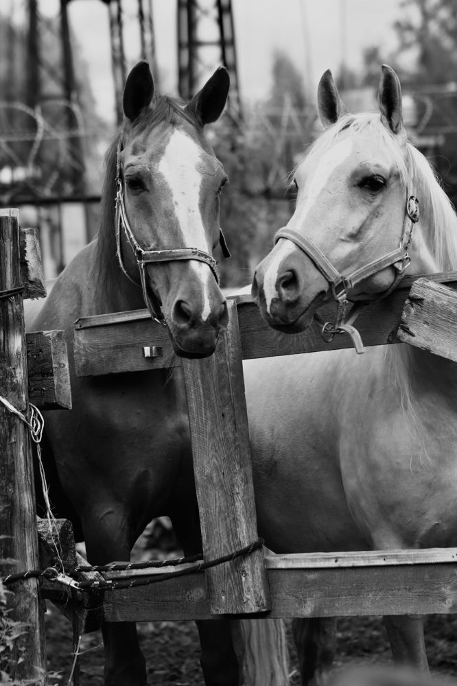 Photograph by Елена Ковалева