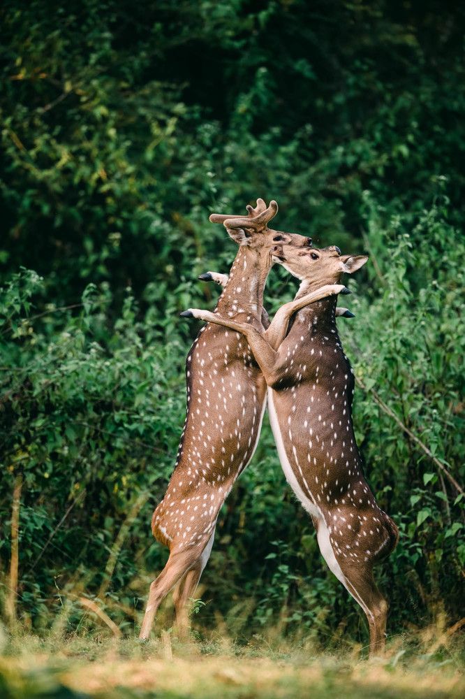 Photograph by Amal George