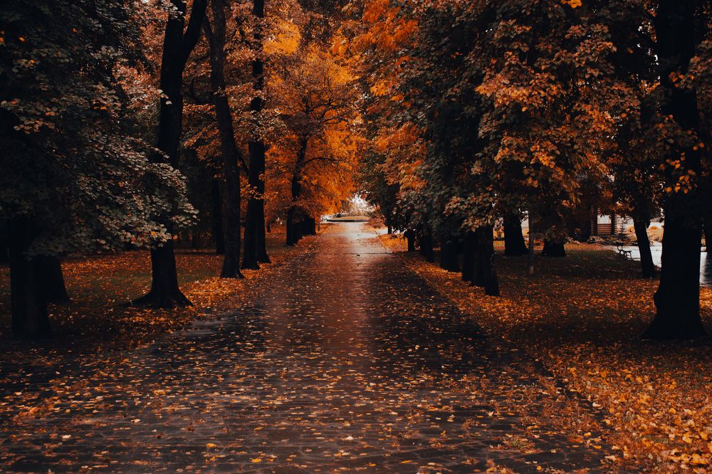 В городе М осень...