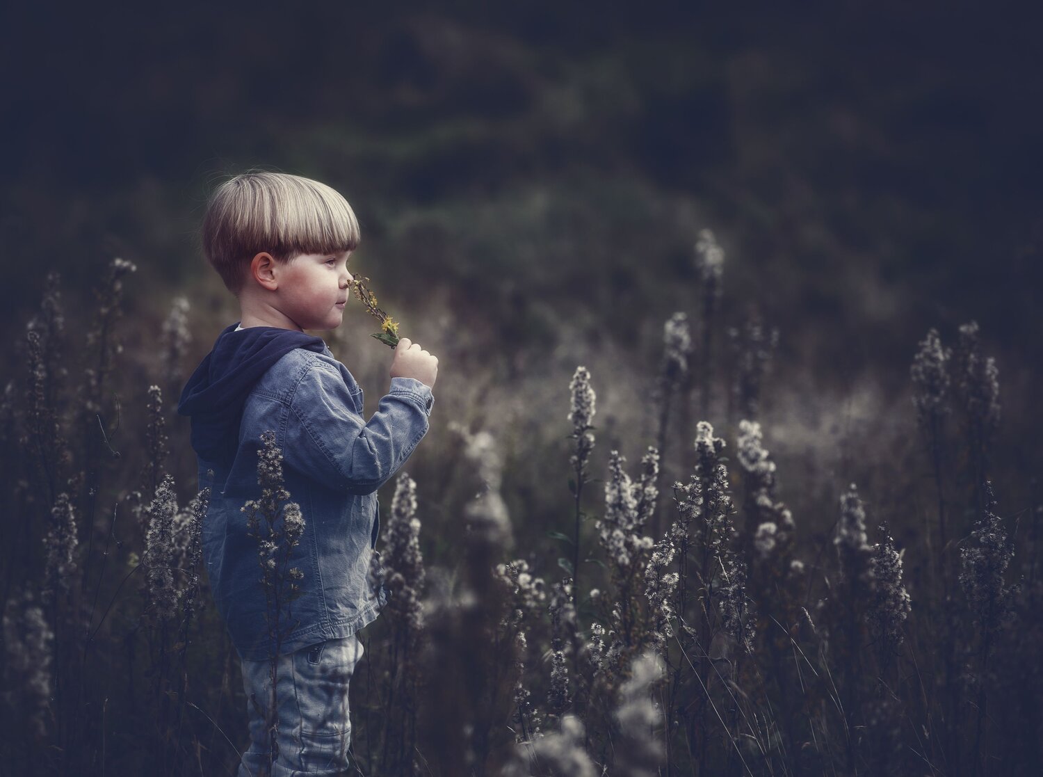 Matteo and the dead flowers