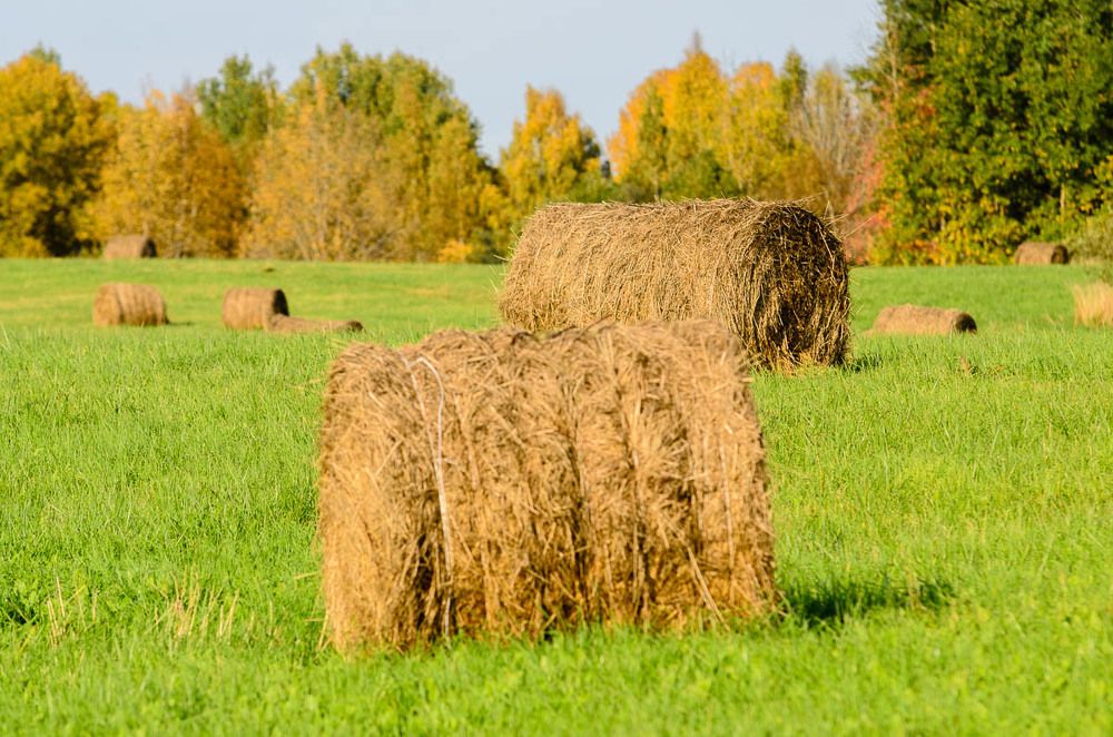 Photograph by Евгений Никифоров