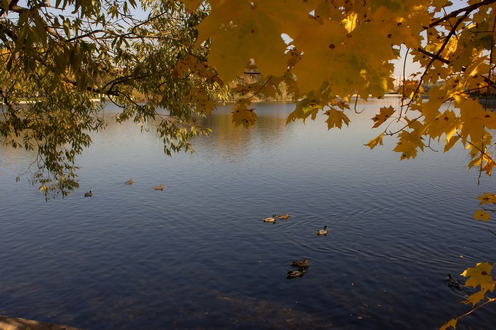 В оправе из золотого клёна