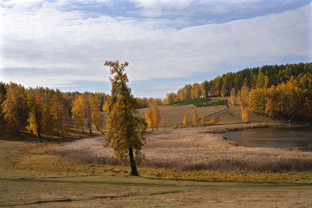 Осень рыжая