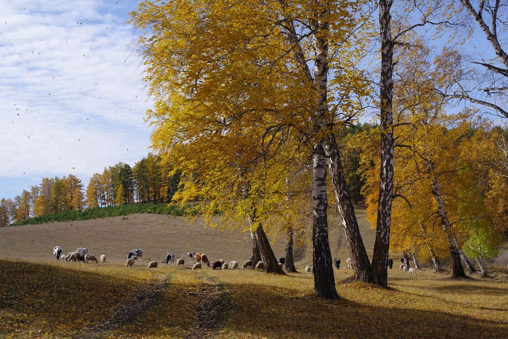 Закружила листва золотая