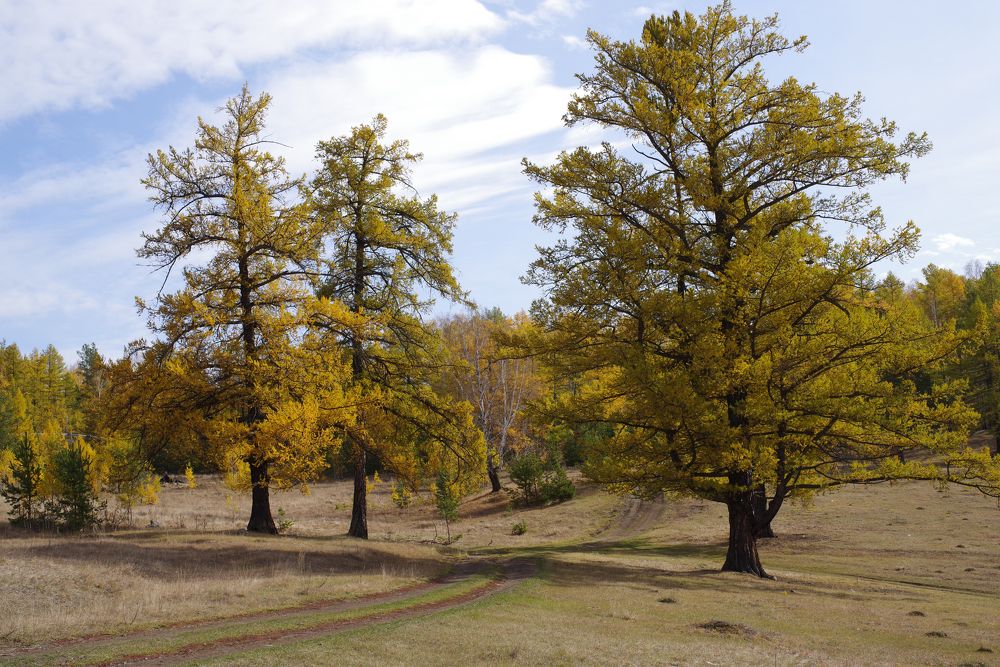 Желтые краски осени