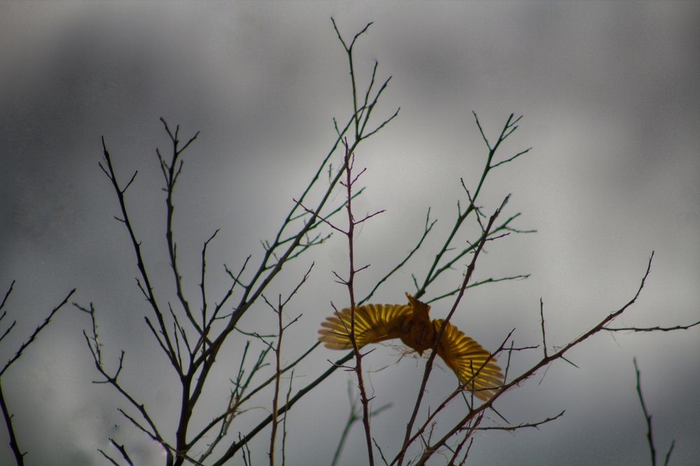 Photograph by Rahul Mohammed