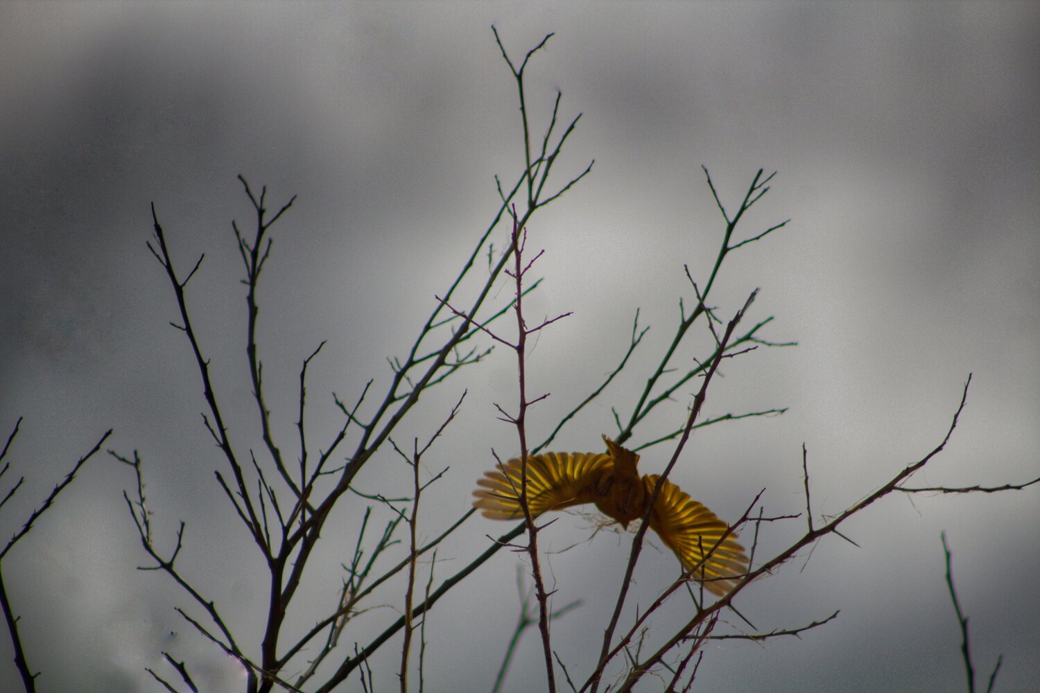 Photo #6569770