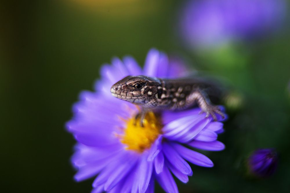 Photograph by Елена Вапняр