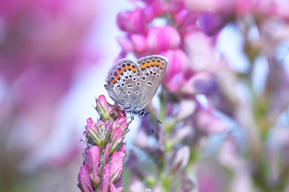 Photograph by Елена Вапняр