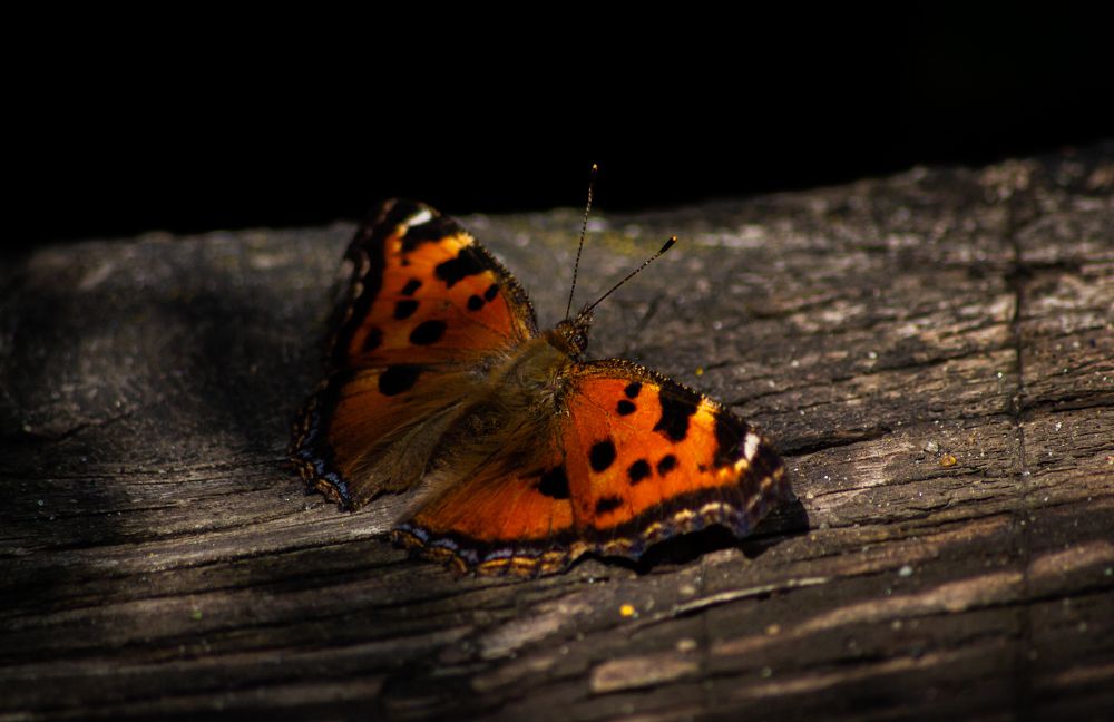 Photograph by Егор Горшков