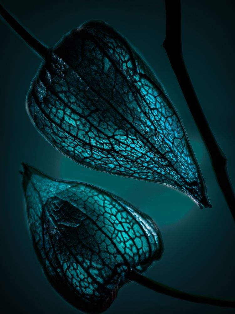 Photograph by Анна Кабиева