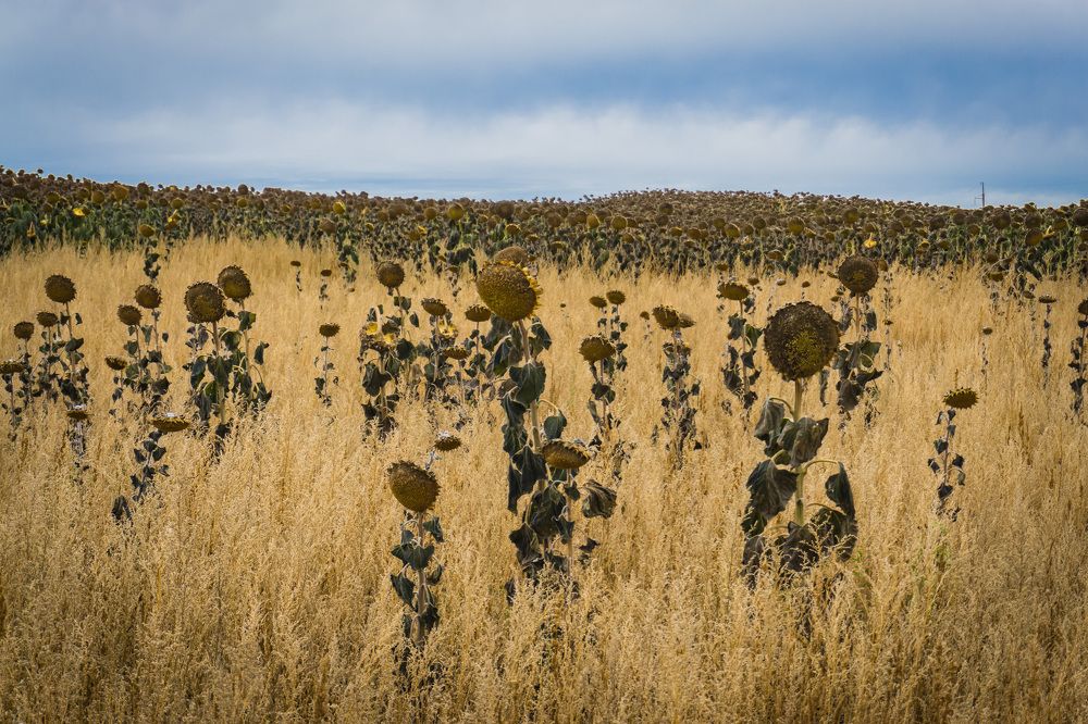 Страна подсолнухов.