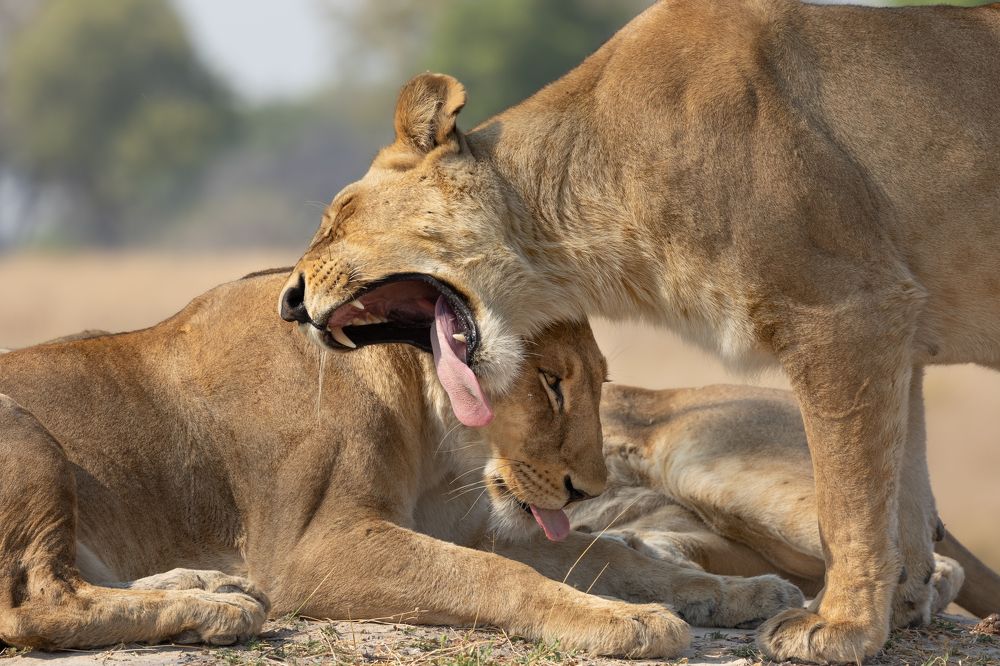 Photograph by Raquel Barao