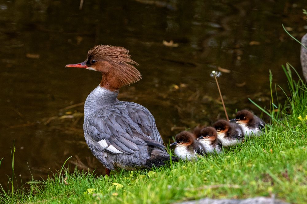 Утиные истории
