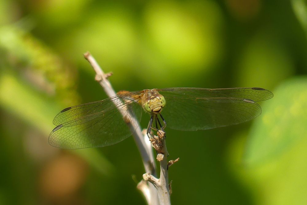Photograph by Ян Адамсон