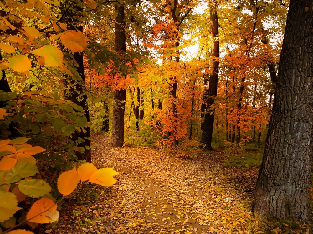 Фотография автора Irina Vornacheva