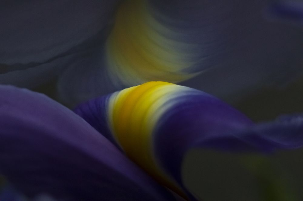 Лепесток ириса