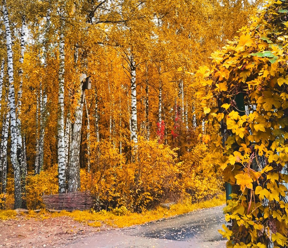 Фотография автора Irina Vornacheva