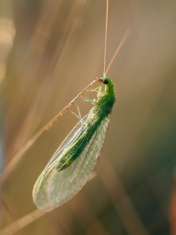 В лучах солнца