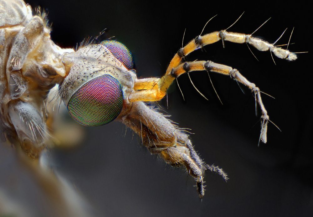 Photograph by Eduardo Modolo