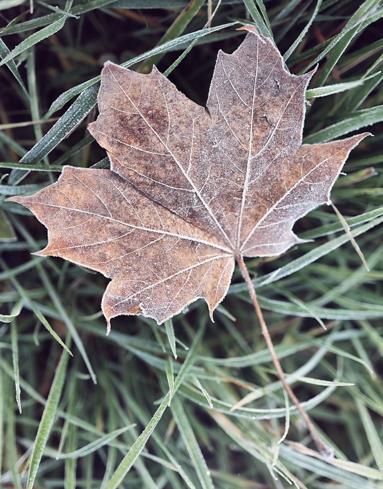 Photograph by Екатерина Карелина