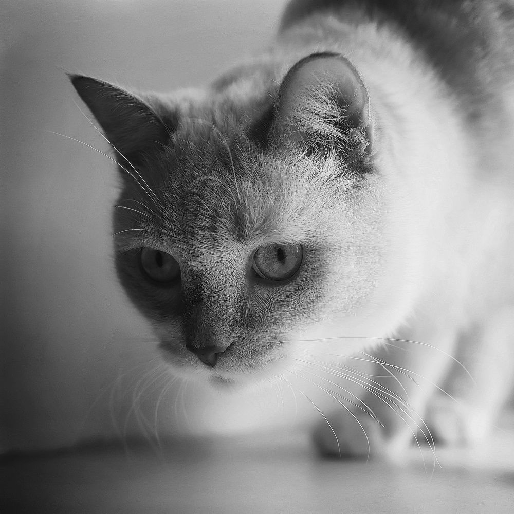 Photograph by Kira Bahvalova