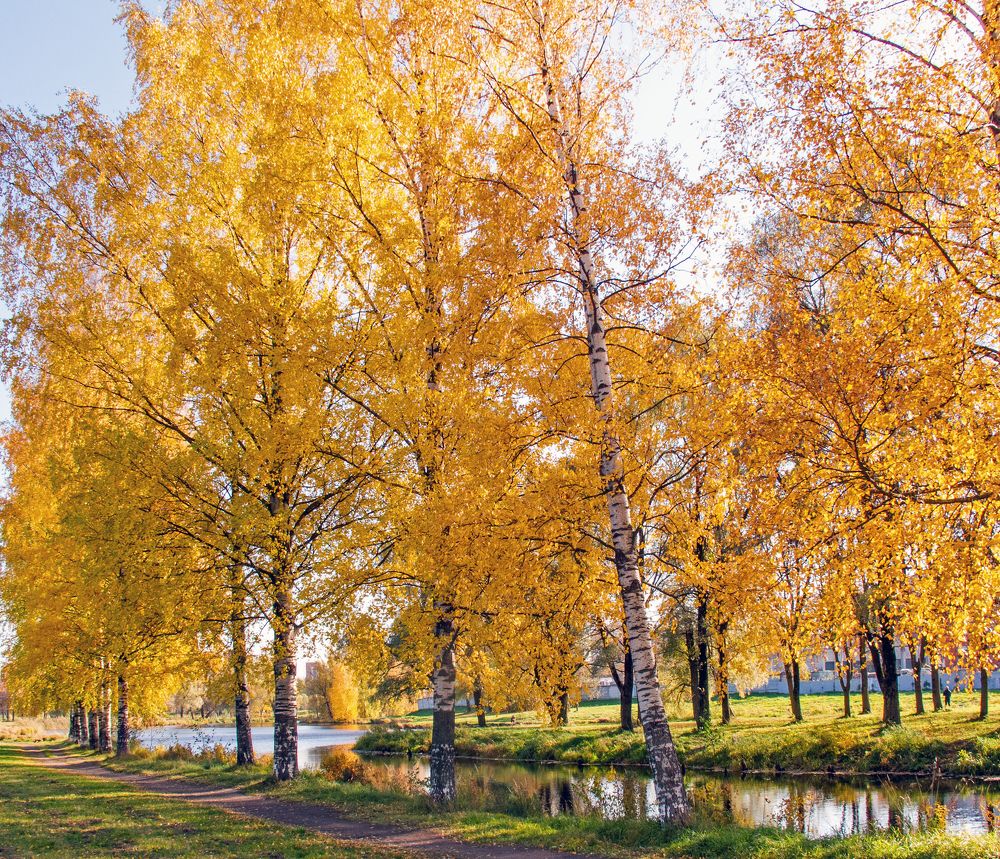 Очей очарование