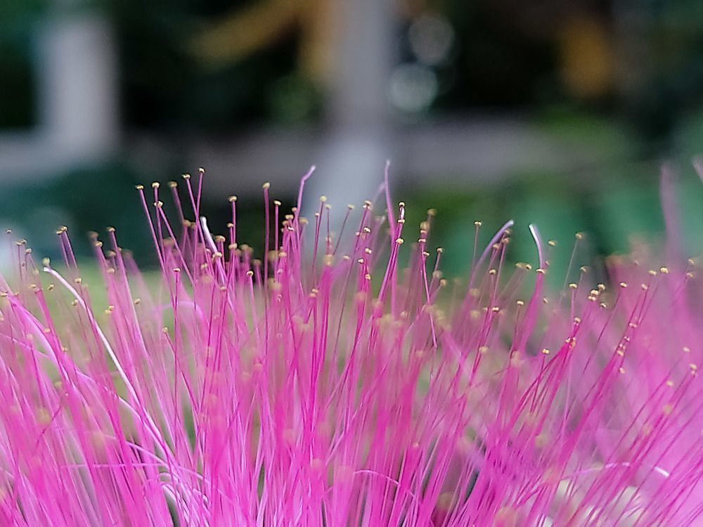 Photograph by Angelo Sab