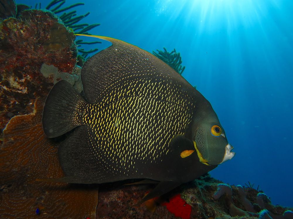 Фотография автора Ramon magaña