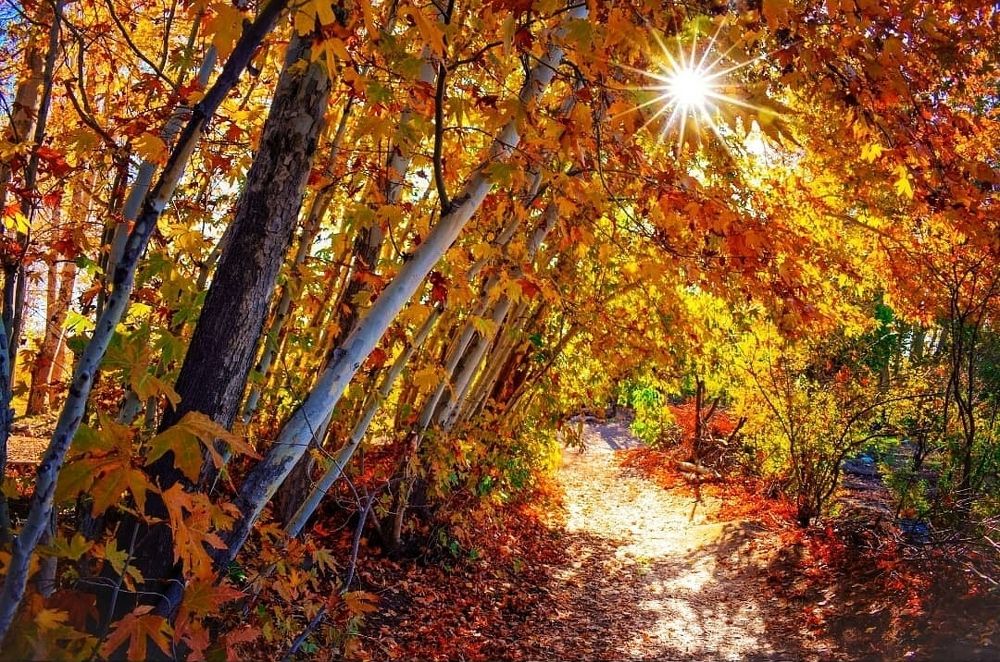 Фотография автора Mojtaba Gitinezhad