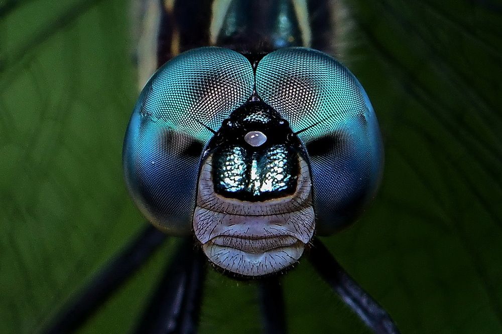 Photograph by Moura Denis