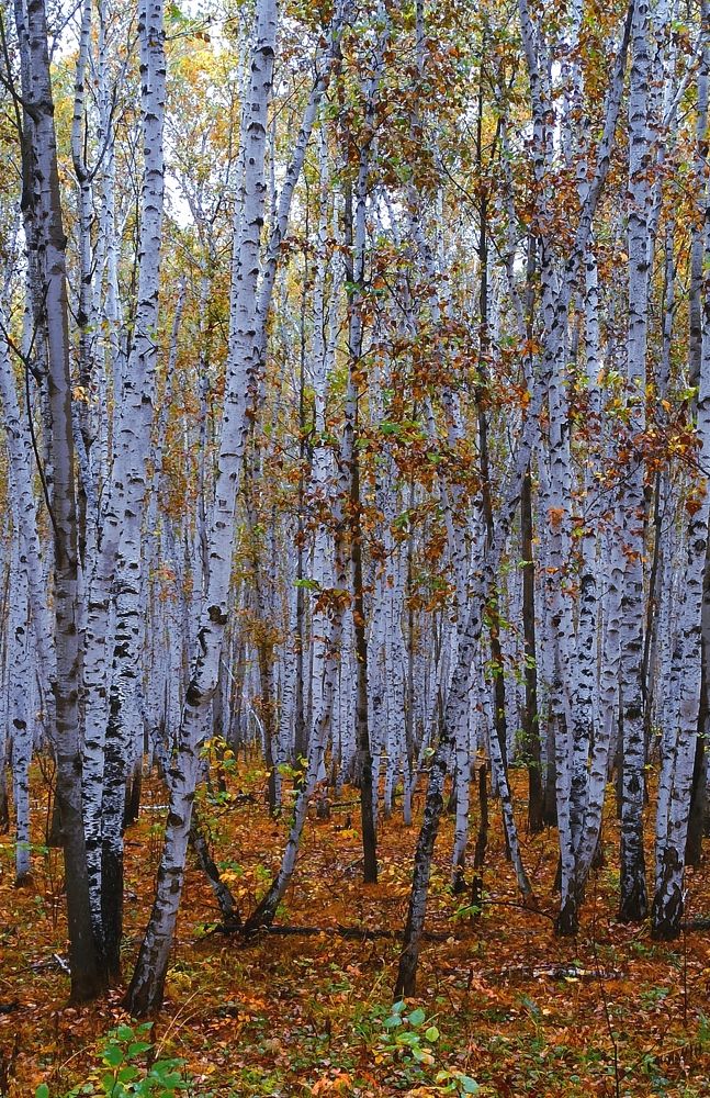 Photograph by Пётр Леонов