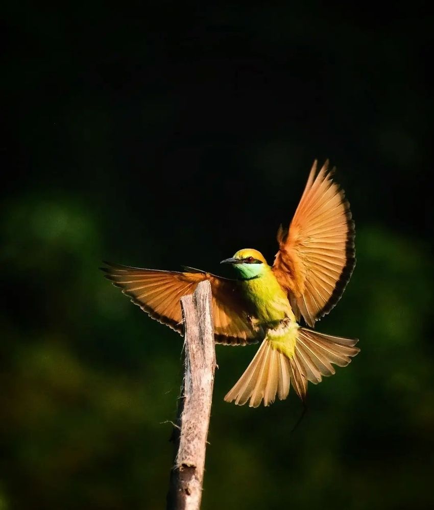 Fire fly
