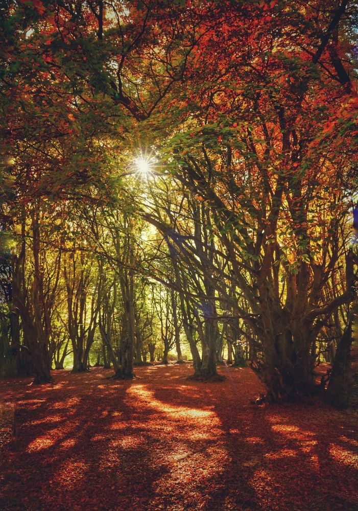 Photograph by Марина Неберекутина