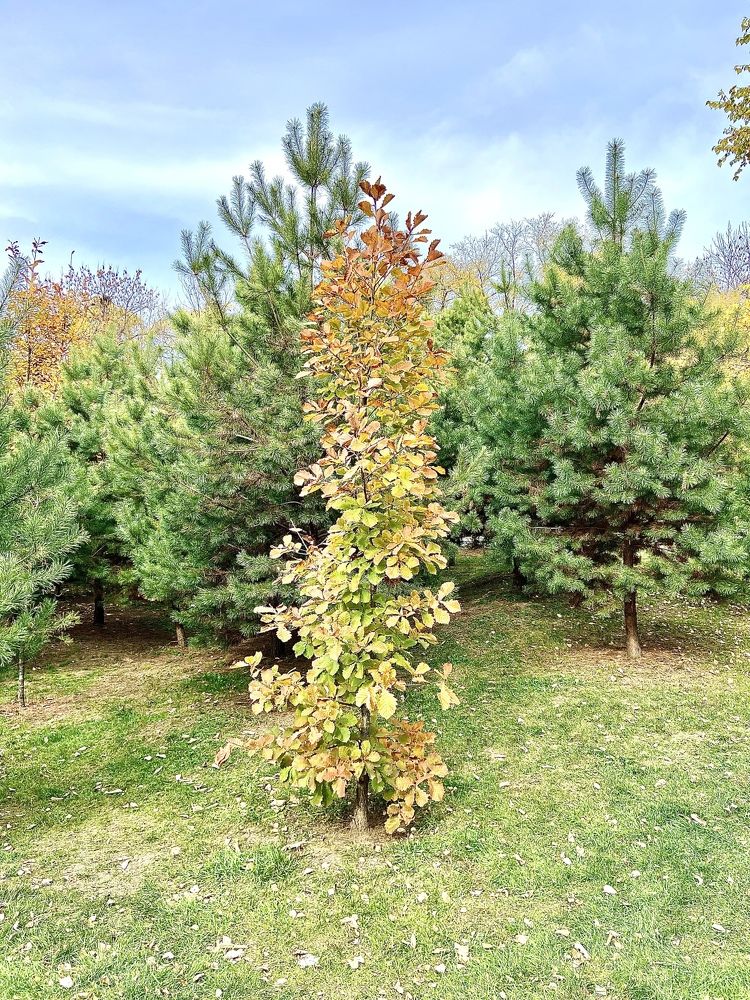 Осень в парке