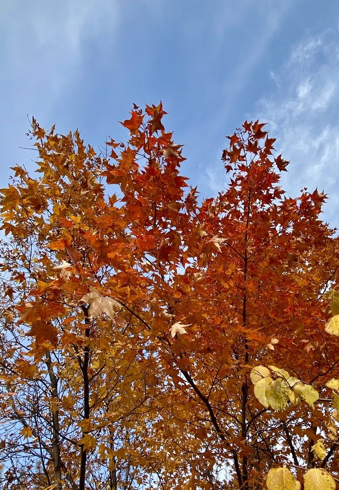 Краски осени