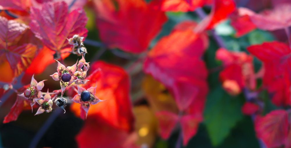 Photograph by Tatyana Semenova