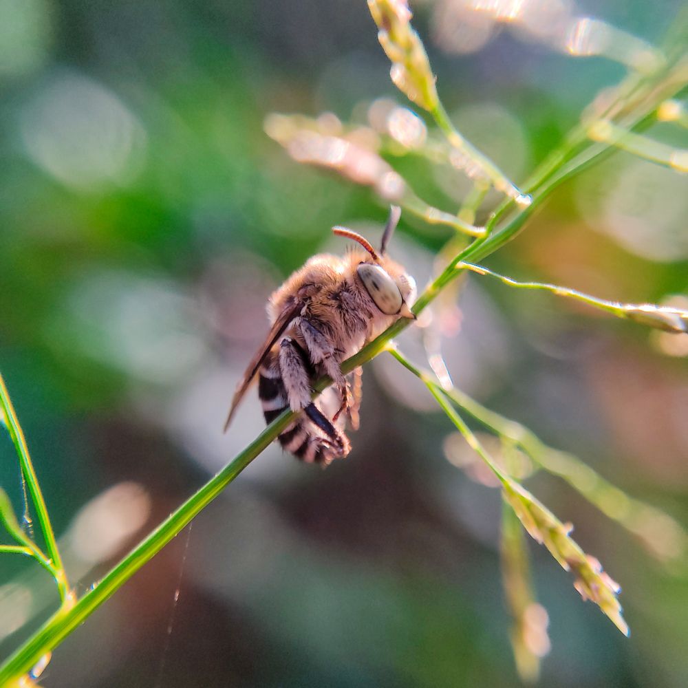 Photograph by Nilanka Suraweera