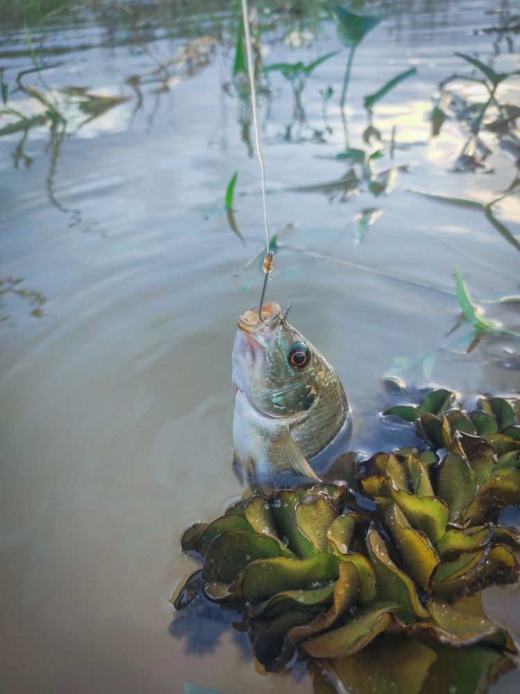 Photograph by Nilanka Suraweera