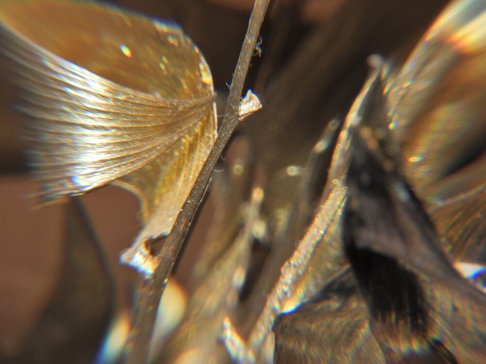 Golden leaves