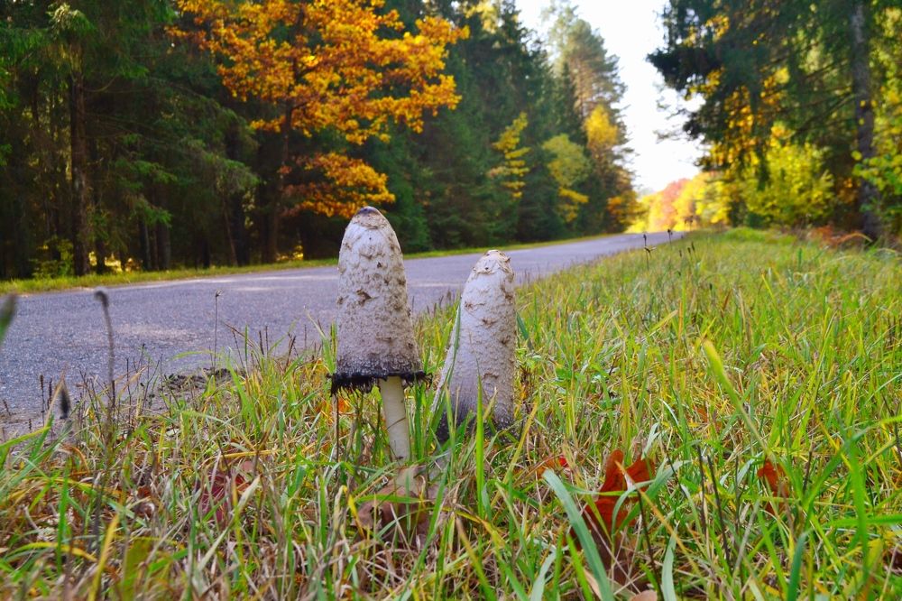 Photograph by Ольга Лещук