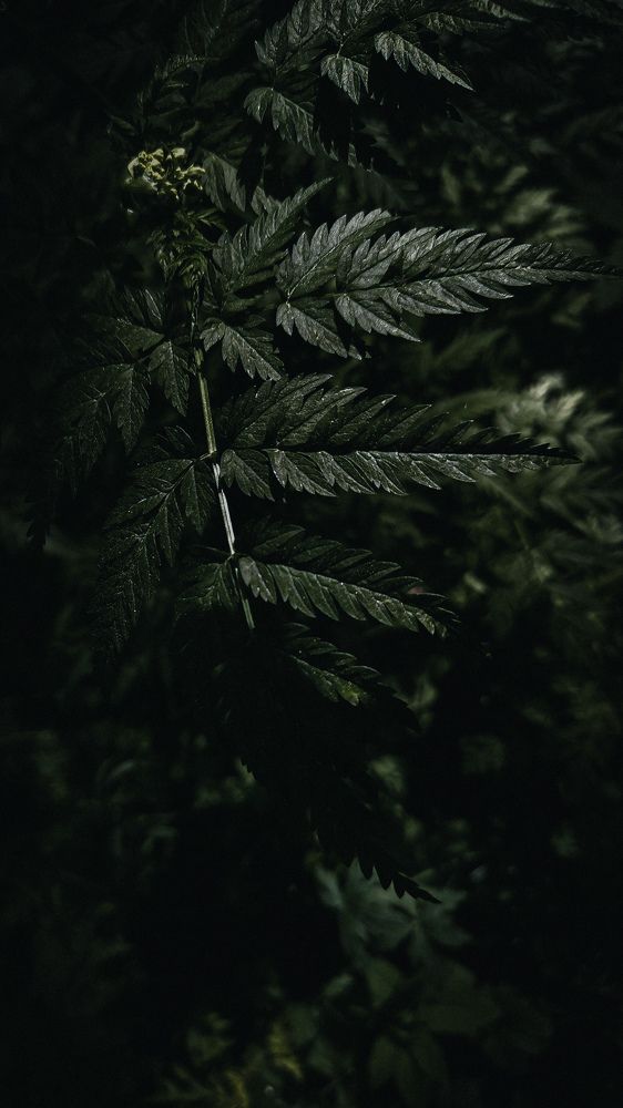 Photograph by Михаил Петров