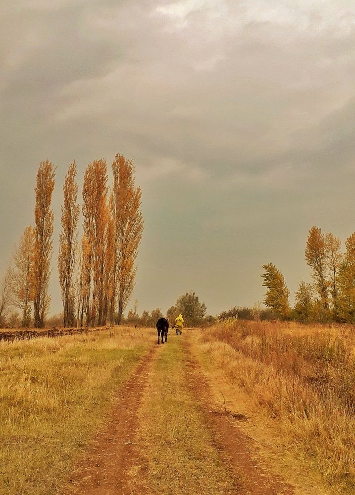 Red-yellow autumn