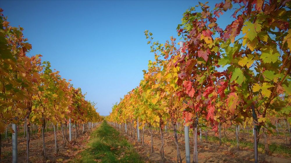 Фотография автора Stefan Alfred