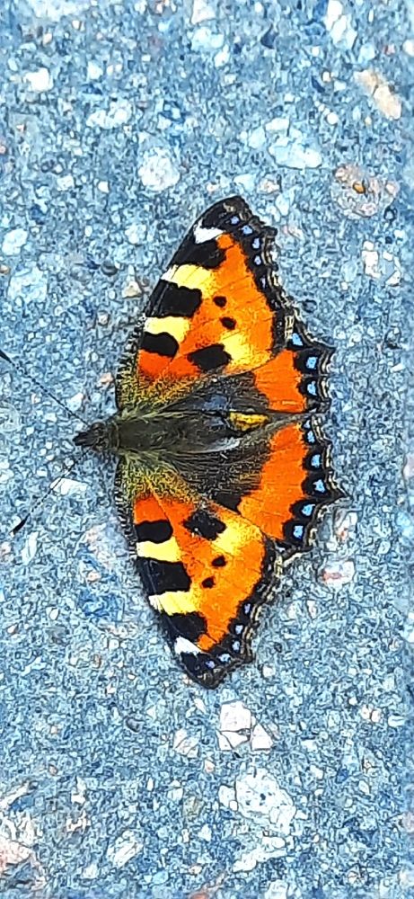 Красота на асфальте