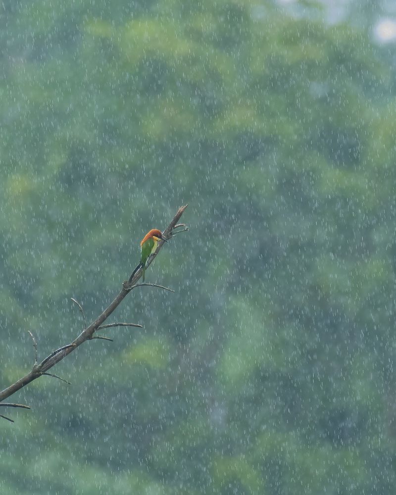 Фотография автора Anandhu M