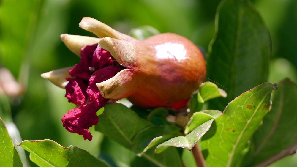 my fruit- Dalmatia - Croatia