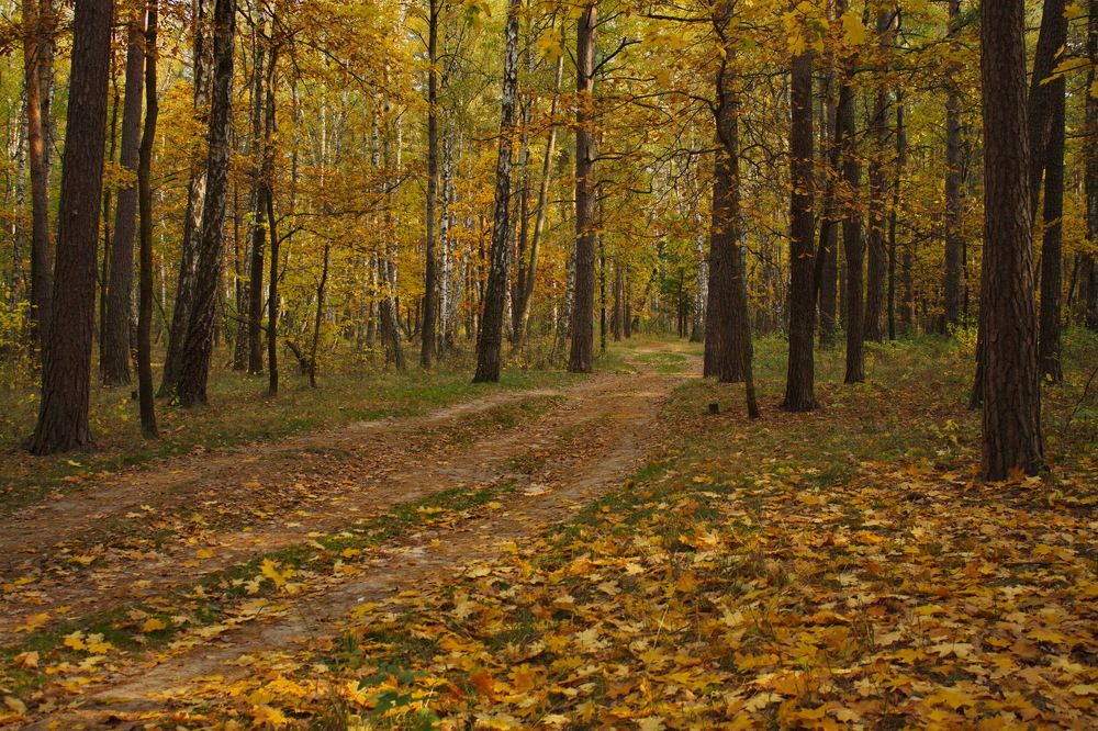 Осень золотая
