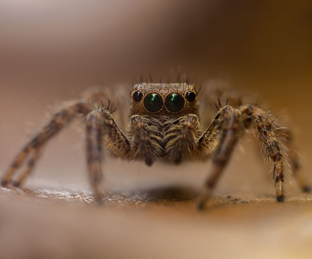 Photograph by Kushan Madushanka Sonnadara