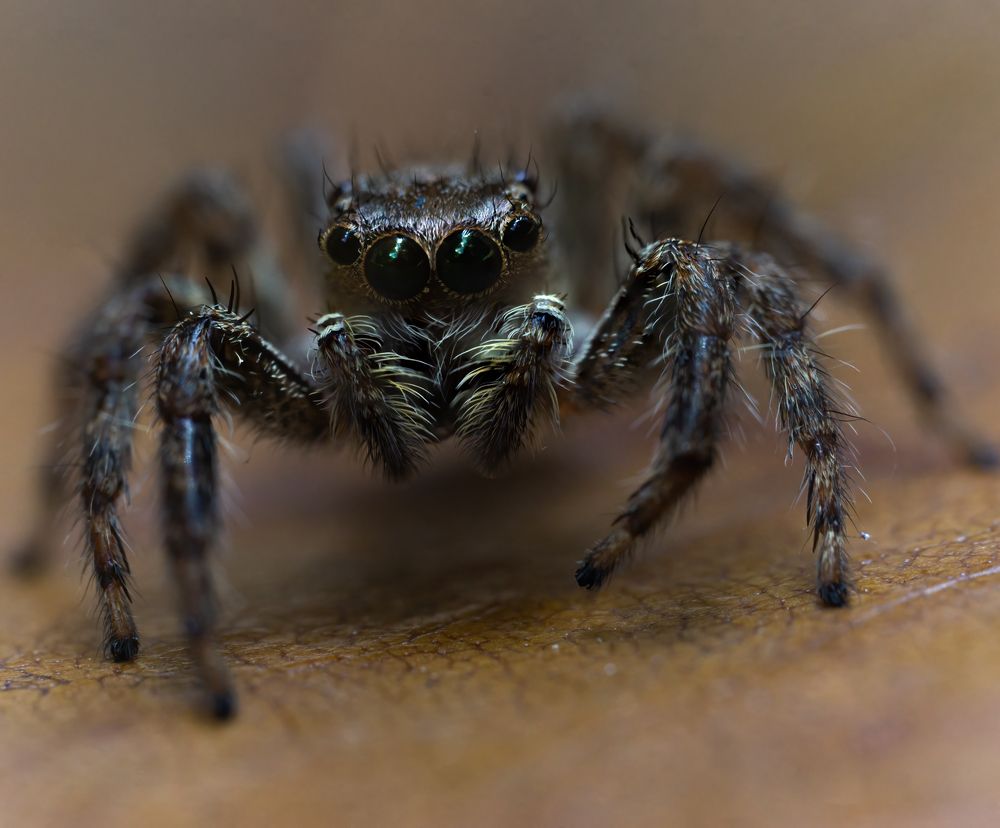 Photograph by Kushan Madushanka Sonnadara